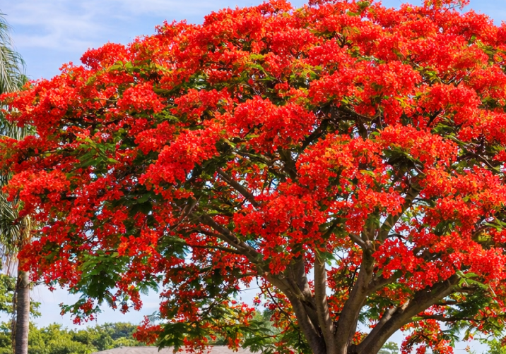 Gulmohar Tree Plant
