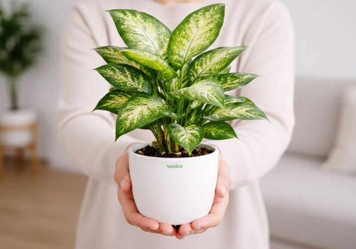 Dieffenbachia