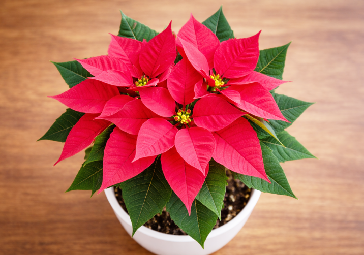Pink Poinsettia Plant