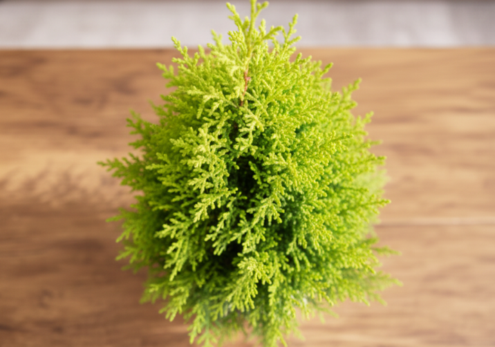 Thuja Plant (Morpankhi / Arborvitae)