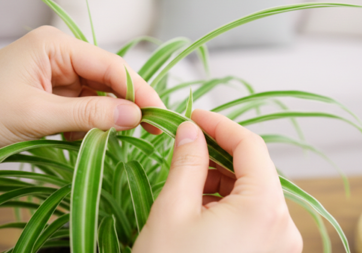 Spider Plant