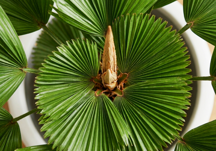 Ruffled Fan Palm Plant