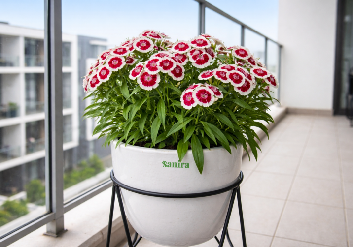 Sweet William Plant