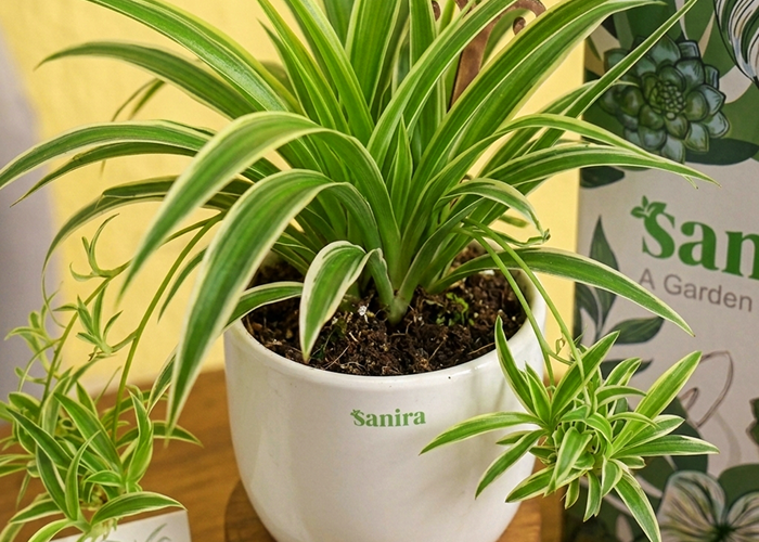 Spider Plant- (Gift Hamper)
