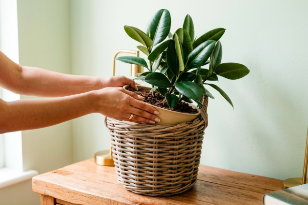 The Seagrass Belly Basket