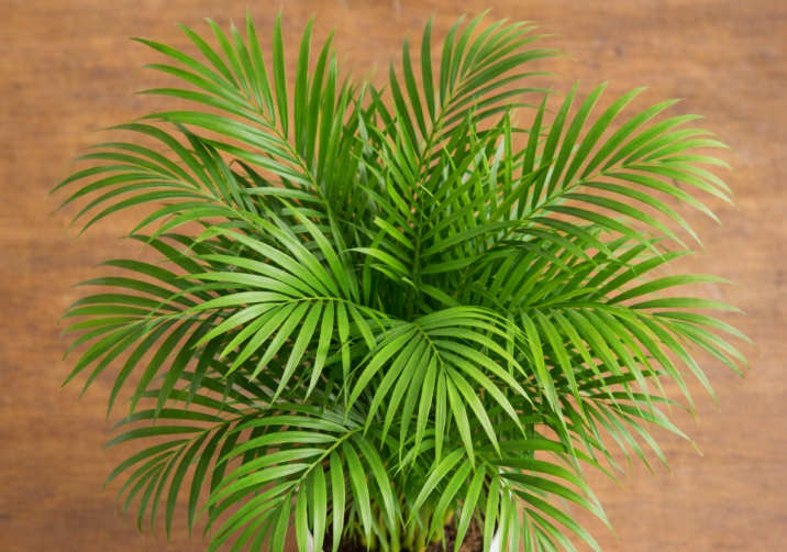 Areca Palm