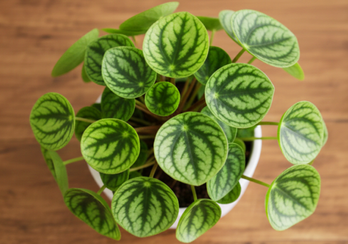 Peperomia Watermelon
