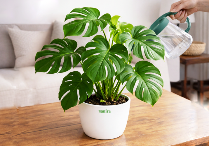 Monstera Deliciosa